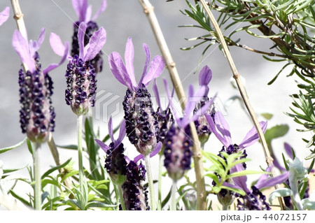 三鷹中原に咲くフレンチラベンダー 44072157