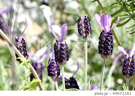 三鷹中原に咲くフレンチラベンダー 三鷹中原に咲くフレンチラベンダー 44072161