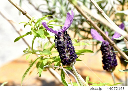 三鷹中原に咲くフレンチラベンダー 三鷹中原に咲くフレンチラベンダー 44072163