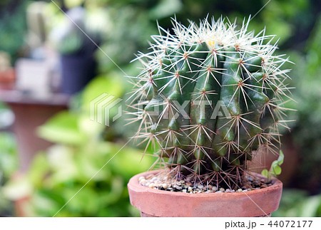 Cactus in pot, succulents or cactus. 44072177