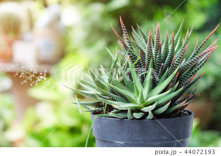 Small cactus in pot, succulents or cactus. 44072193
