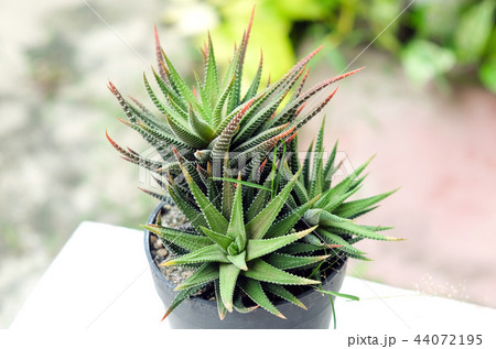Small cactus in pot, succulents or cactus. 44072195