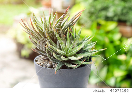 Small cactus in pot, succulents or cactus. 44072196