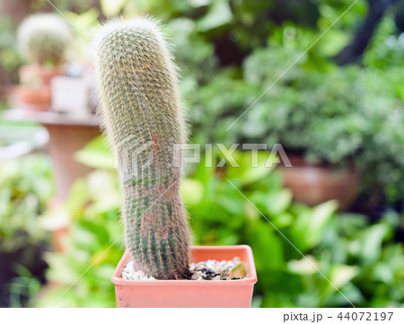Small cactus in pot, succulents or cactus. 44072197