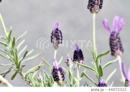 三鷹中原に咲くフレンチラベンダー 三鷹中原に咲くフレンチラベンダー 44072322