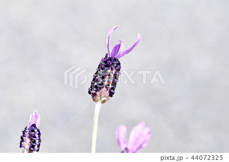 三鷹中原に咲くフレンチラベンダー 44072325