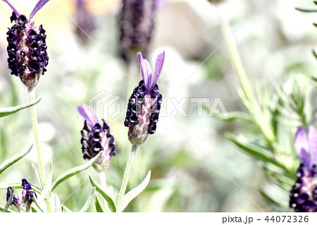 三鷹中原に咲くフレンチラベンダー 三鷹中原に咲くフレンチラベンダー 44072326