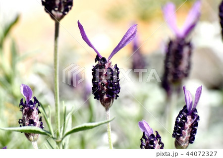 三鷹中原に咲くフレンチラベンダー 三鷹中原に咲くフレンチラベンダー 44072327