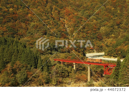 紅葉の越美北線 44072372