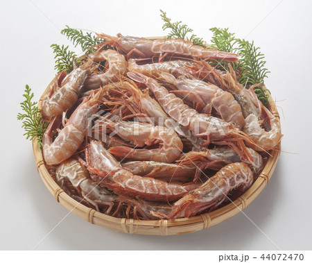 日本海の海老 44072470