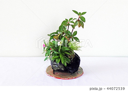 石付き盆栽で和風のおもむき 44072539