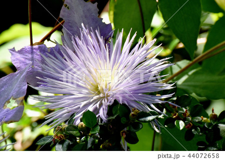三鷹中原に咲く薄紫色のクレマチス（テッセン） 44072658