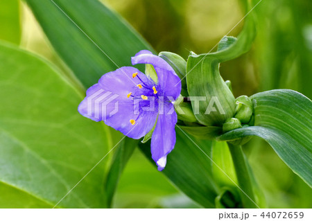三鷹中原に咲くムラサキツユクサ 44072659