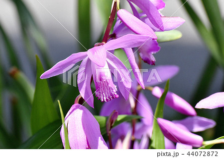 三鷹中原に咲くシラン（紫蘭） 44072872