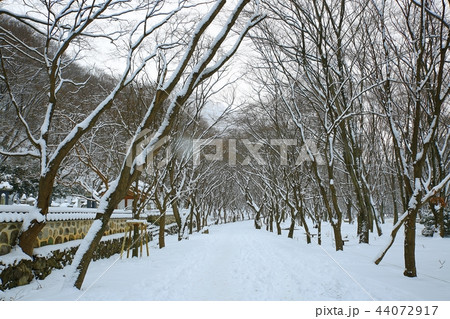 雪景色 冬 画像 44072917