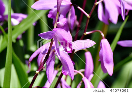 三鷹中原に咲くシラン(紫蘭) 三鷹中原に咲くシラン(紫蘭) 44073091