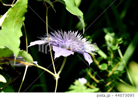 三鷹中原に咲く薄紫色のクレマチス 44073095