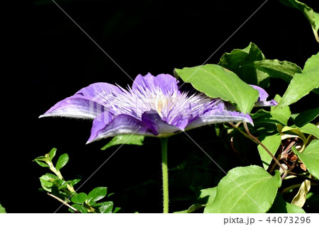 三鷹中原に咲く薄紫色のクレマチス（テッセン） 44073296