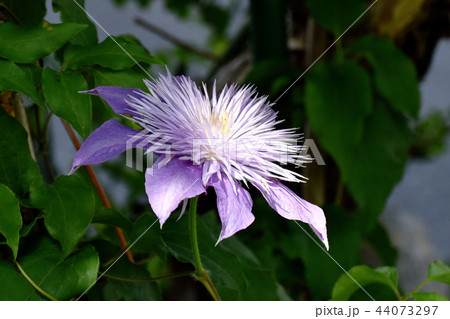 三鷹中原に咲く薄紫色のクレマチス（テッセン） 44073297
