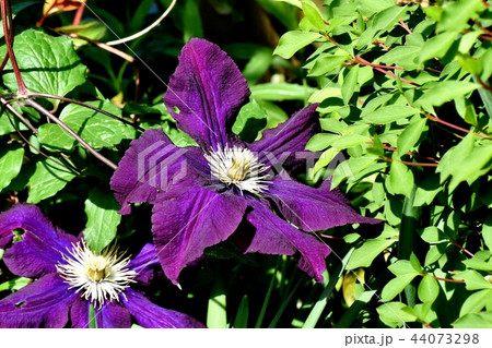 三鷹中原に咲く薄紫色のクレマチス（テッセン） 44073298
