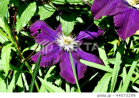三鷹中原に咲く薄紫色のクレマチス(テッセン) 三鷹中原に咲く薄紫色のクレマチス(テッセン) 44073299