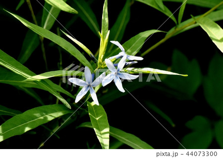 三鷹中原に咲くイソトマ 44073300