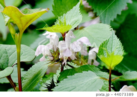 三鷹中原に咲くオドリコソウ 44073389