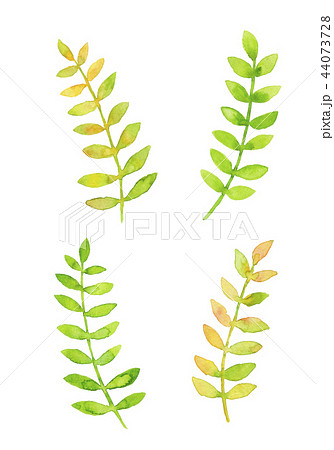 黄緑色の葉っぱ 飾り用 水彩イラストのイラスト素材