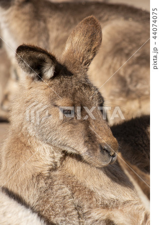 Kangaroo outside during the day time. Kangaroo outside during the day time. 44074075