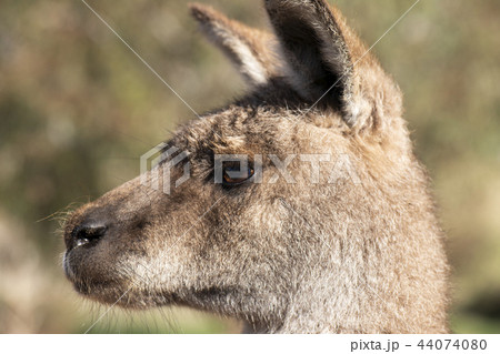 Kangaroo outside during the day time. Kangaroo outside during the day time. 44074080