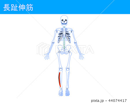 長趾伸筋3 長趾伸筋3 44074417
