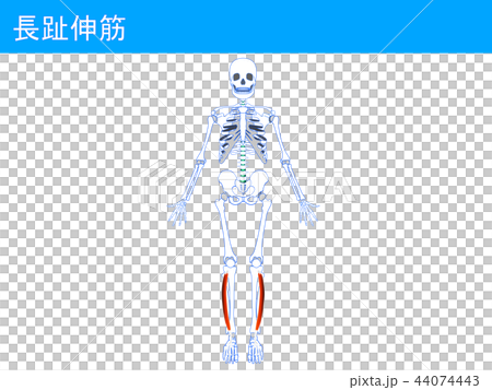 Nagamine Extensor 4 Stock Illustration