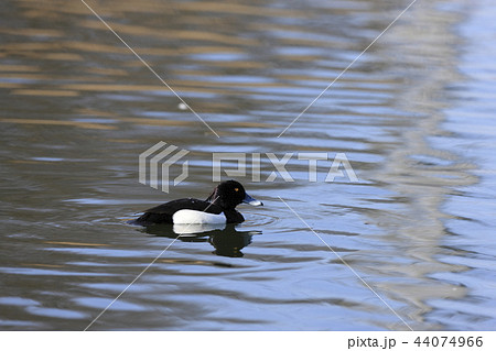 キンクロハジロ 44074966