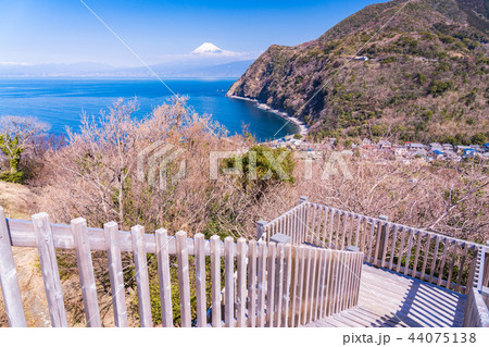 (静岡県)西伊豆井田 煌めきの丘から海越しの富士山 (静岡県)西伊豆井田 煌めきの丘から海越しの富士山 44075138