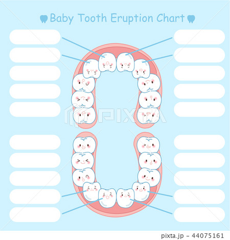 baby teeth eruption chart australia