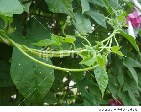絡み合った朝顔のつる 44075438