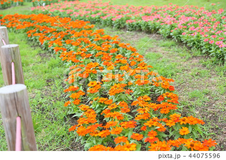 初秋の公園　ジニアの花 44075596