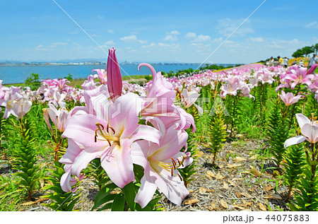 大阪 ユリの花が咲き誇るベイエリアの風景 大阪 ユリの花が咲き誇るベイエリアの風景 44075883