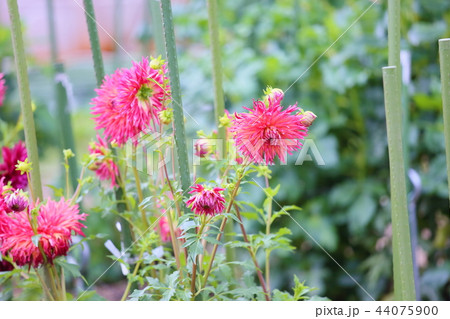 初秋の公園 ダリアの花 初秋の公園 ダリアの花 44075900