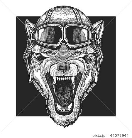 Wolf wearing aviator hat. Print for children clothes, tee, t-shirt. Pilot wild animal 44075944