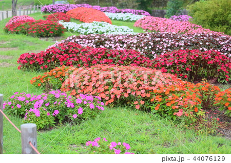 初秋の公園 ニューギニアインパチェンスの花 初秋の公園 ニューギニアインパチェンスの花 44076129