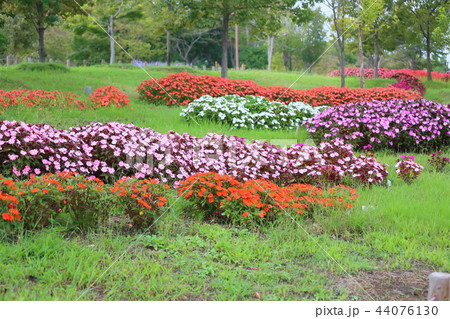 初秋の公園 ニューギニアインパチェンスの花 初秋の公園 ニューギニアインパチェンスの花 44076130