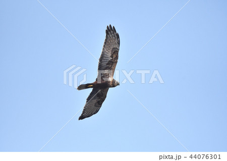 猛禽類~チュウヒ~ 猛禽類~チュウヒ~ 44076301