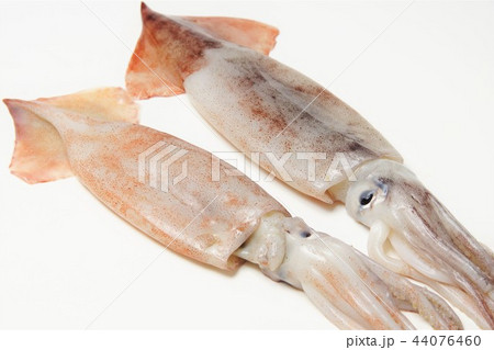 スルメイカ 44076460