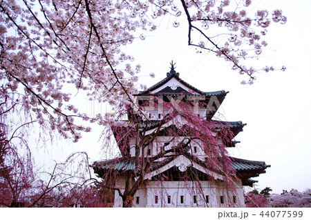 弘前城　桜　天守閣 ／ 本丸　2018年 弘前さくら祭 （ 青森県 弘前市 下白銀町  ） 44077599