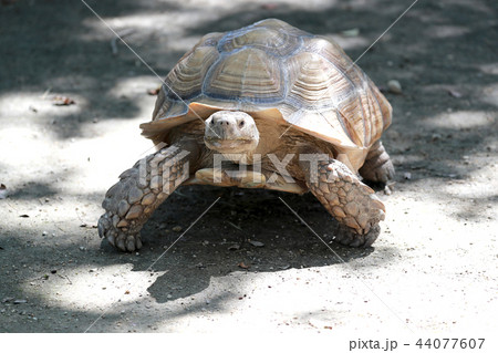 カメ 亀 かめ ゾウガメ 象亀の写真素材