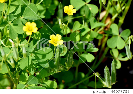 三鷹中原に咲くカタバミ 44077735