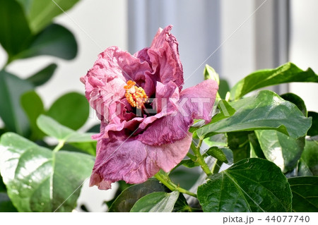 調布の植物園に咲く八重咲きハイビスカスジョンヒンガートム 調布の植物園に咲く八重咲きハイビスカスジョンヒンガートム 44077740