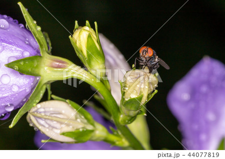 Fly on flower. Macrophoto Fly on flower. Macrophoto 44077819