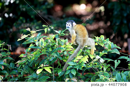 リスザル さる 猿 サル 木登りのリスザルの写真素材